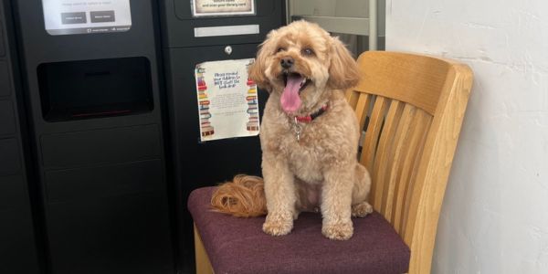 A small dog sitting on a chair next to a remoteLocker™ unit at Summit County Library, US, where a town gains public library access for the first time.